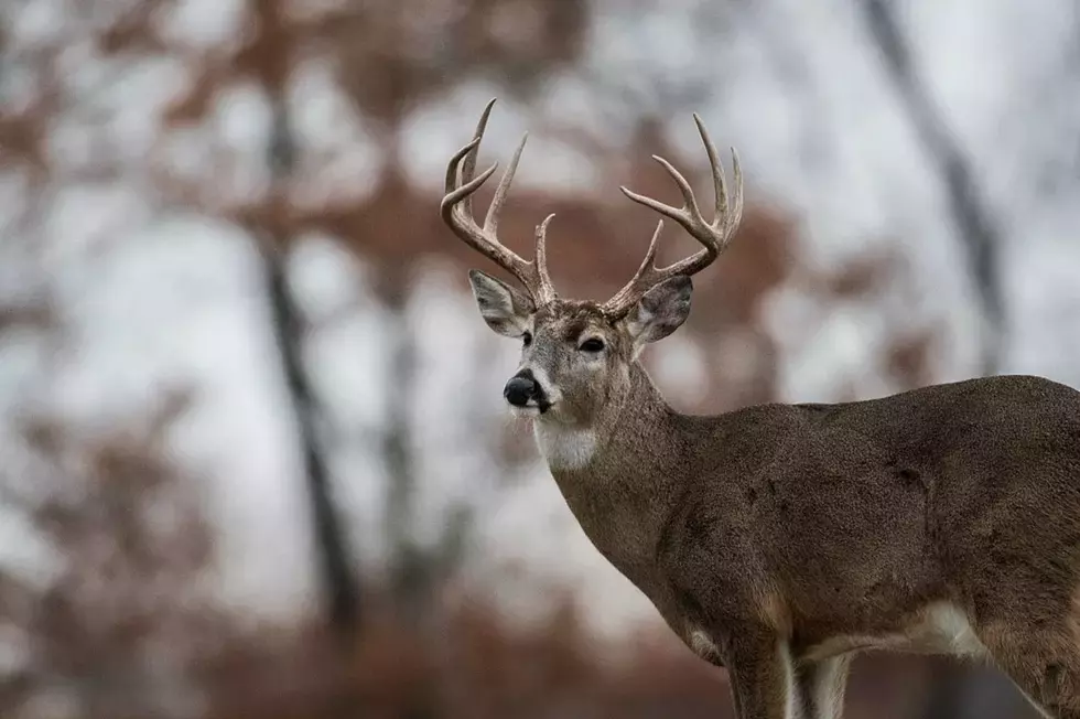 Stay Alert As Deer Are On The Move This Season