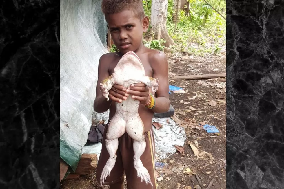 Man Finds a Frog the Size of a Human Baby